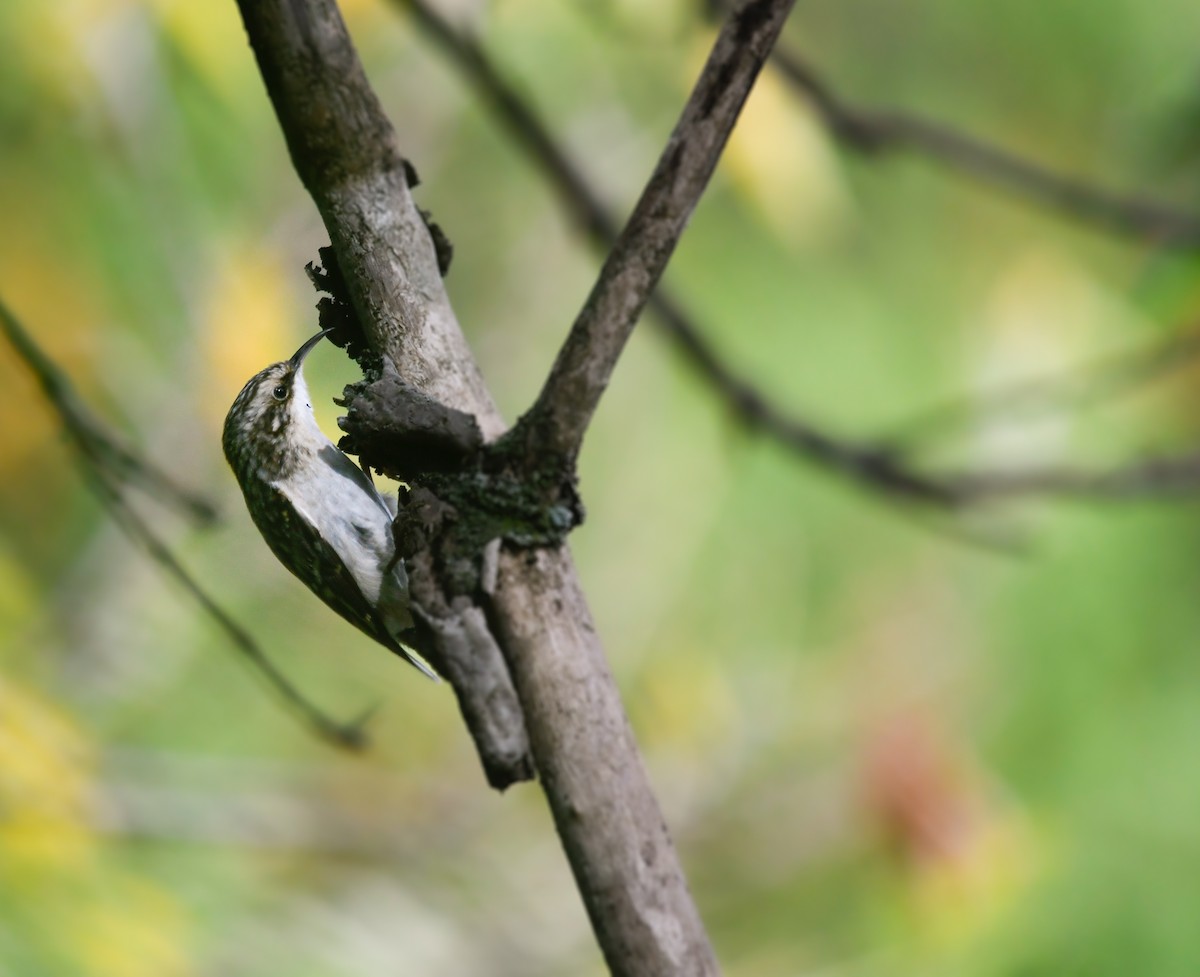 Brown Creeper - ML646488309