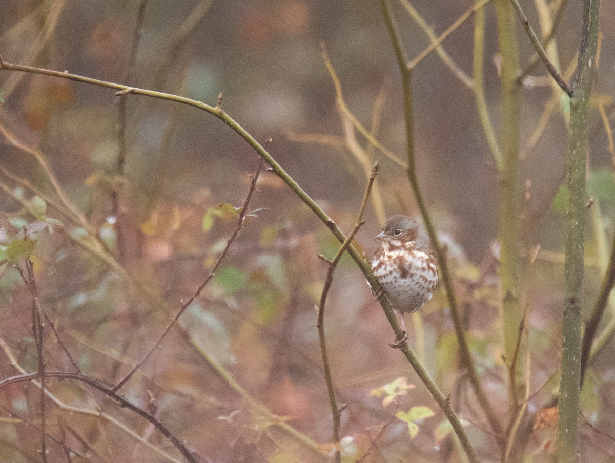Fox Sparrow - ML646488310