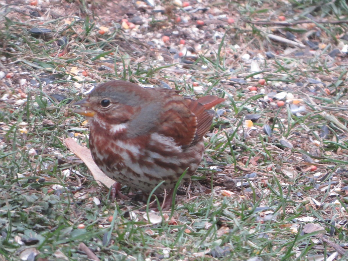 Fox Sparrow - ML646488311