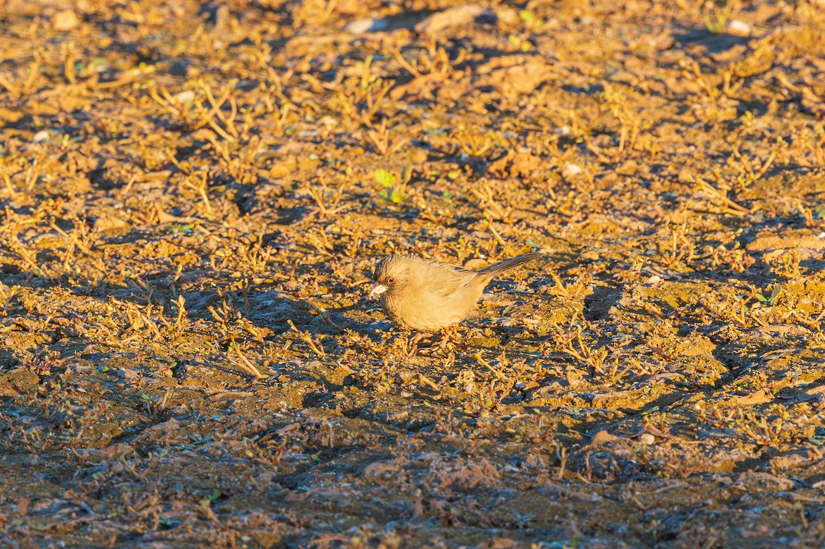 Abert's Towhee - ML646488312