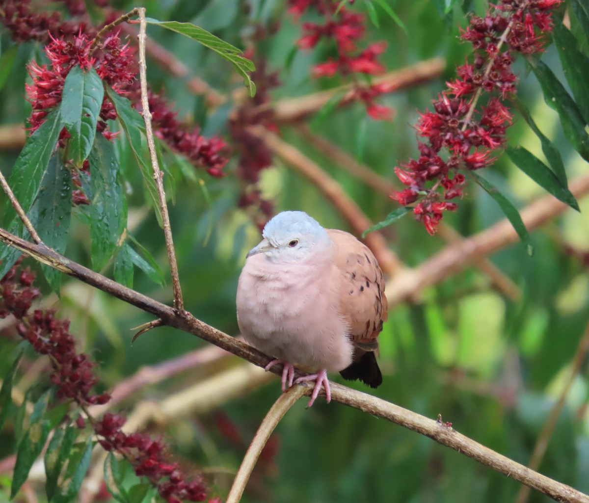 Ruddy Ground Dove - ML646488314