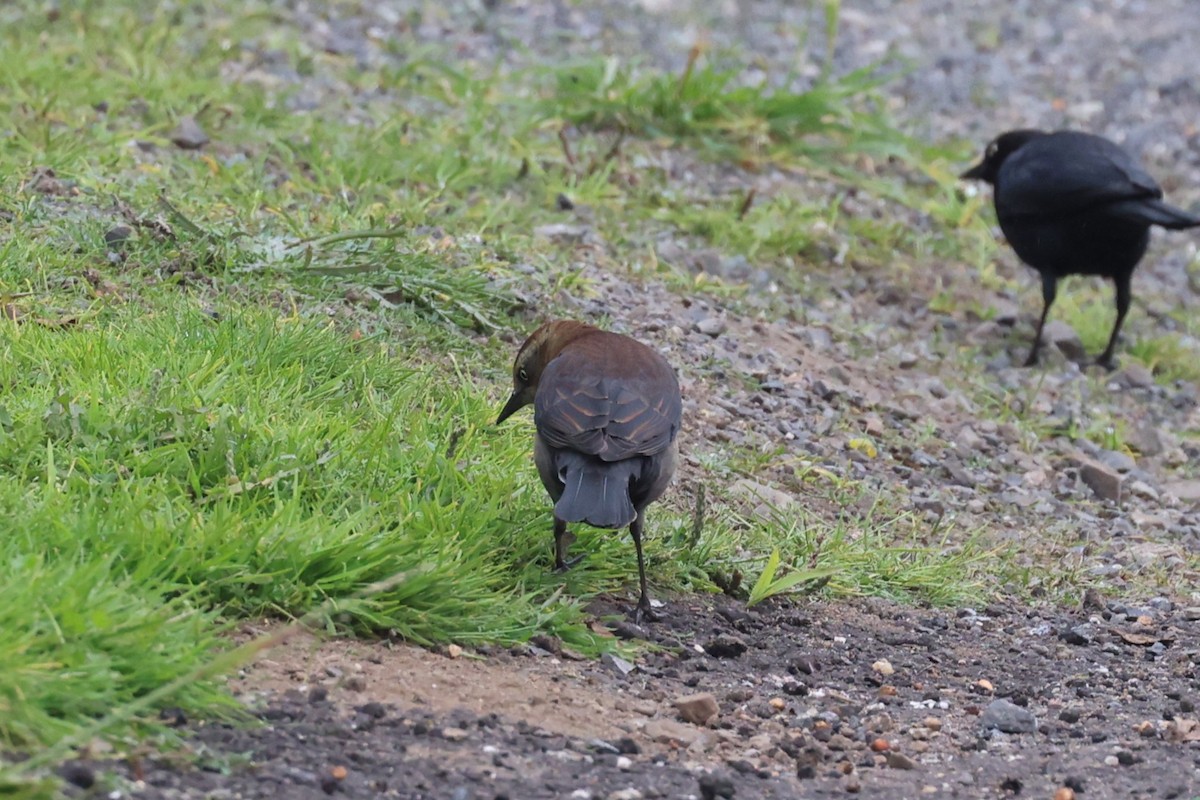 Rusty Blackbird - ML646488319