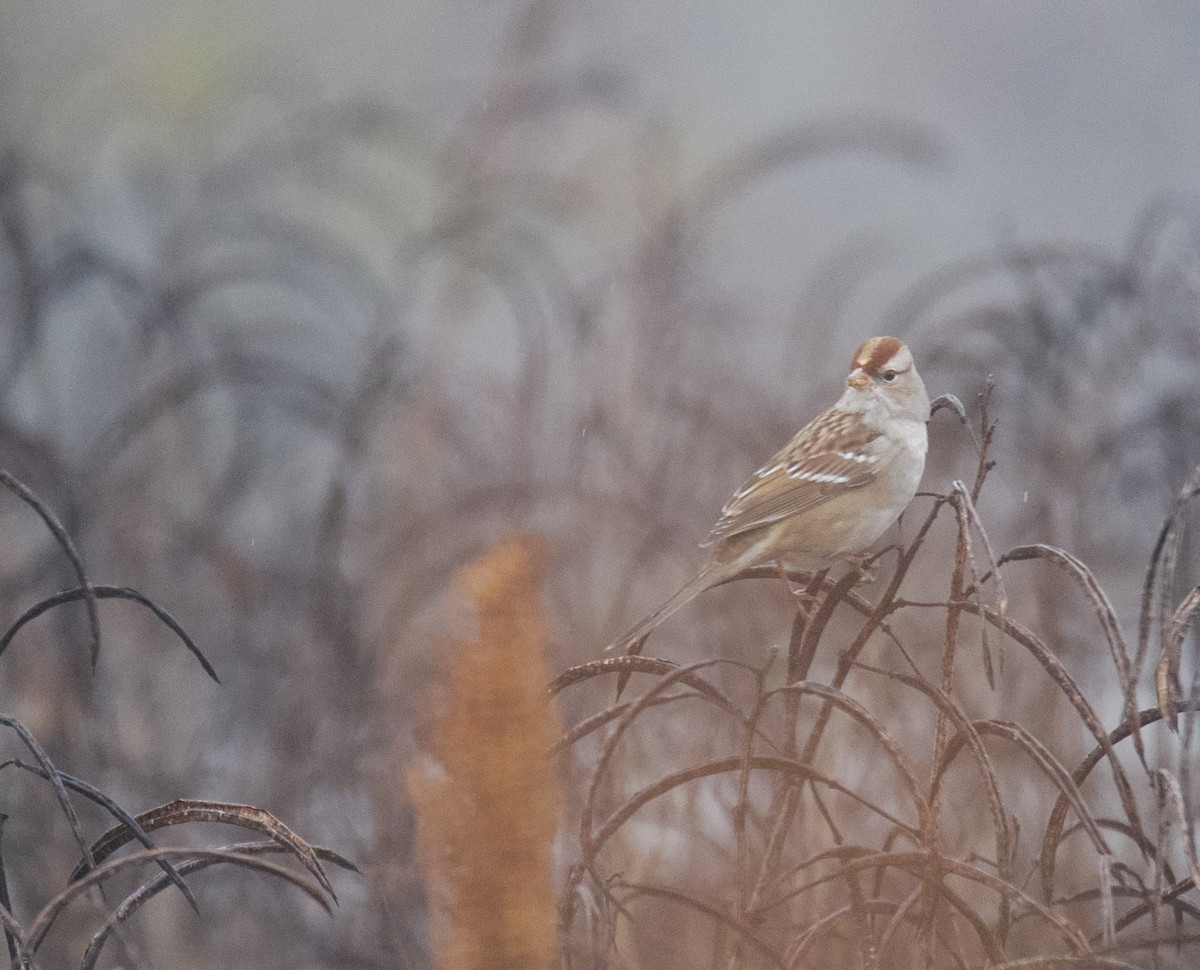 White-crowned Sparrow - ML646488320
