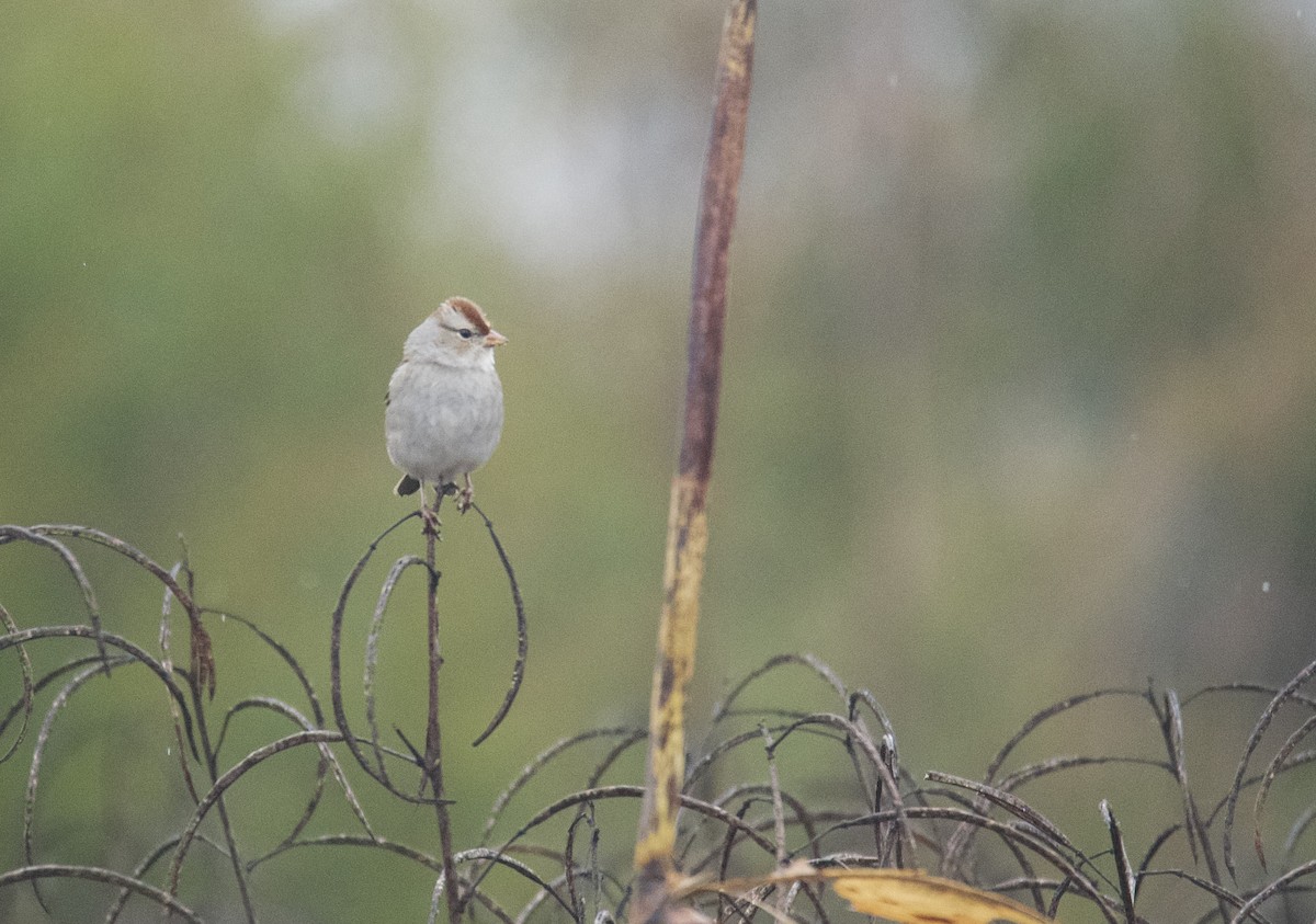 White-crowned Sparrow - ML646488321