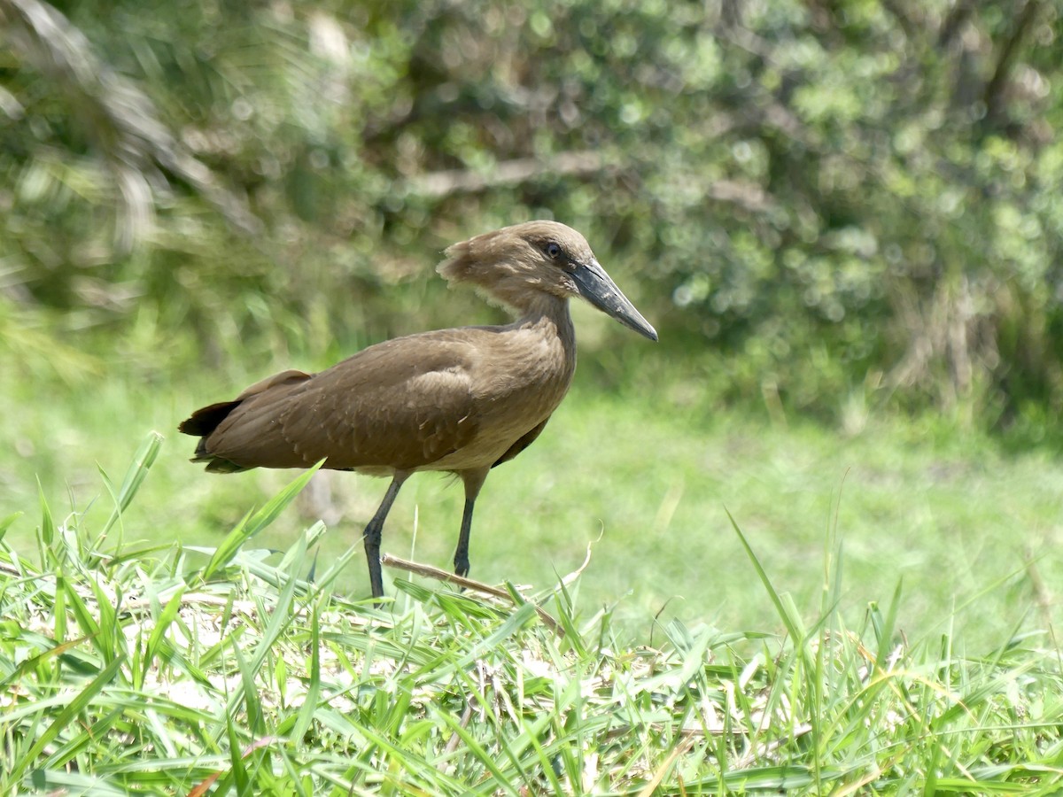 Hammerkopf - ML646488322