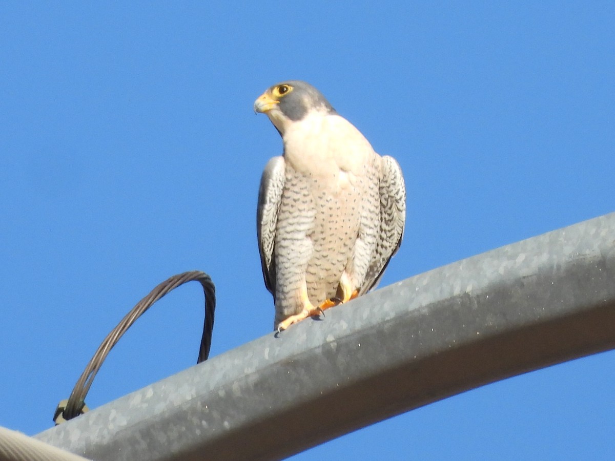 Peregrine Falcon - ML646488327