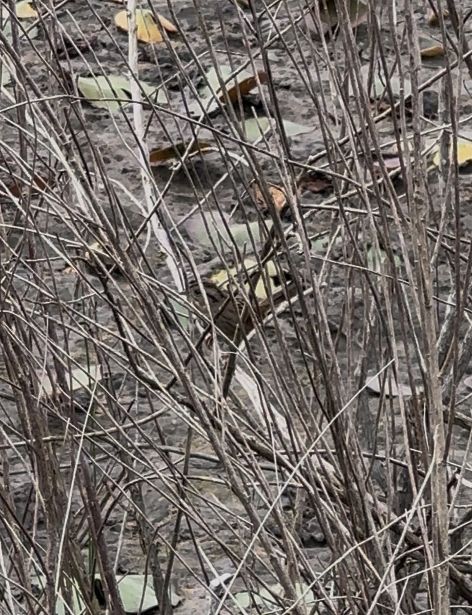 Chingolo Pantanero - ML646488330