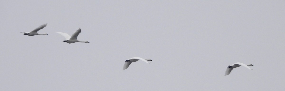 Tundra Swan - ML646488331