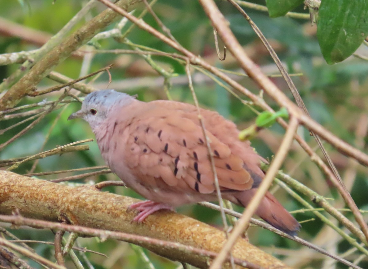 Ruddy Ground Dove - ML646488338