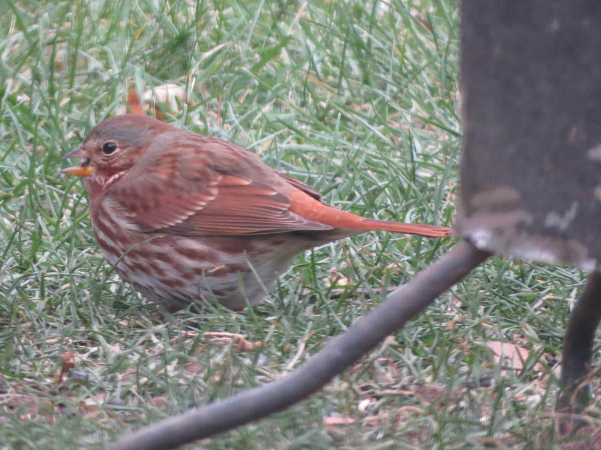 Fox Sparrow - ML646488339