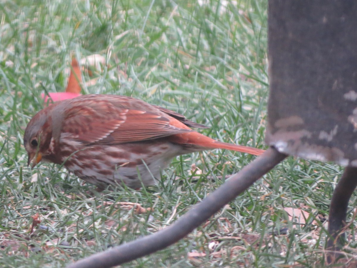 Fox Sparrow - ML646488340