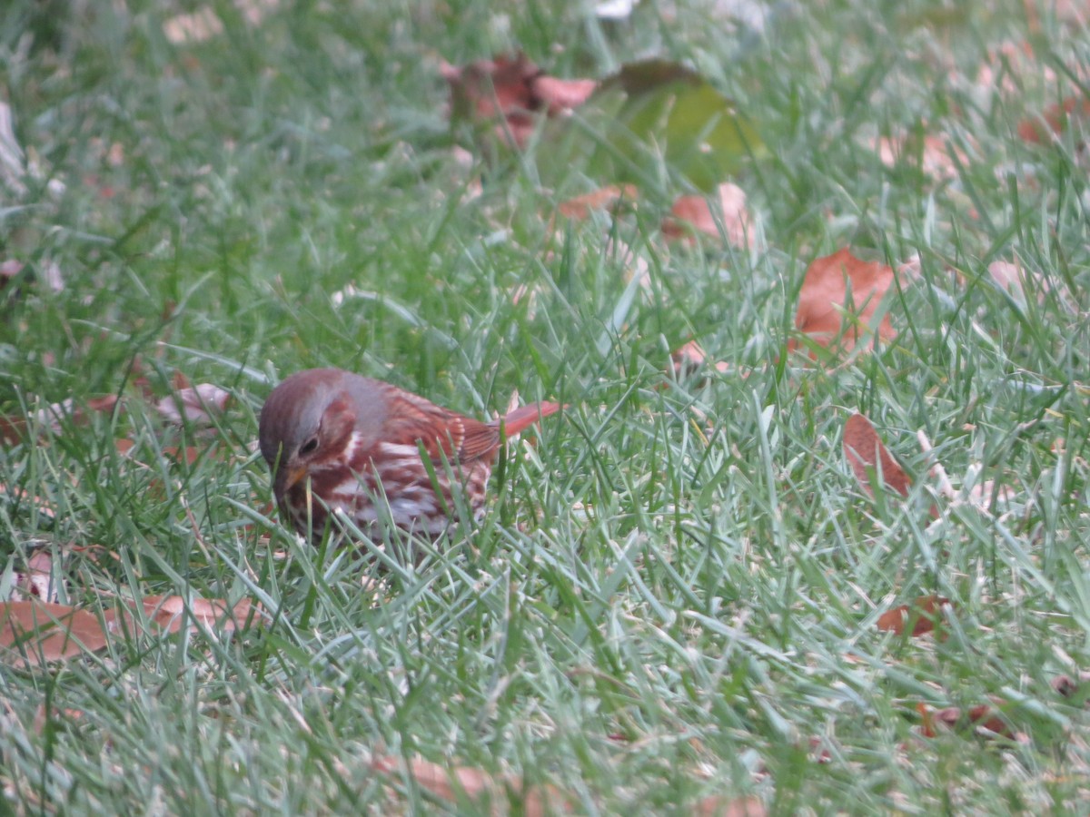 Fox Sparrow - ML646488341