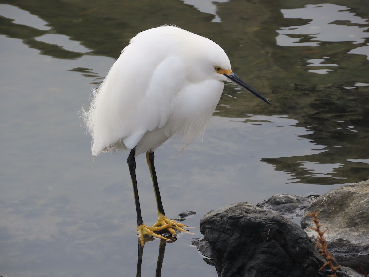 Snowy Egret - ML646488343