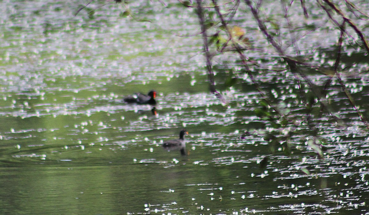 Common Gallinule - ML646488344