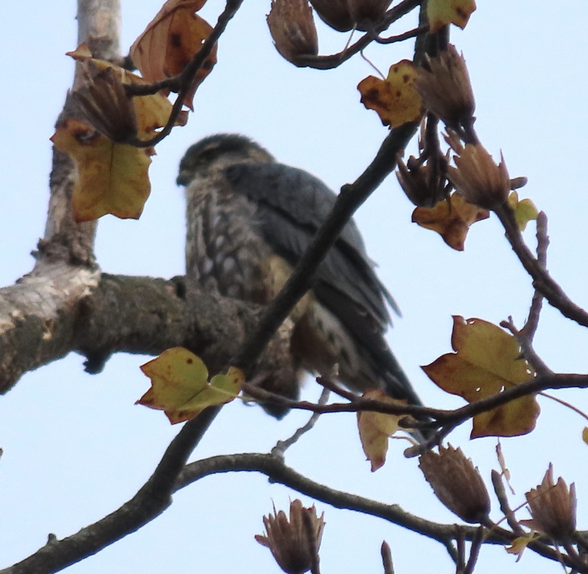 Merlin - ML646488348