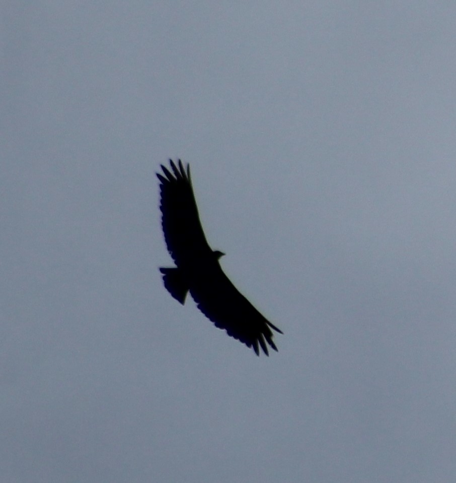 Black Vulture - ML646488351
