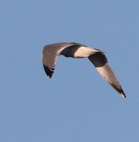 שחף ימי - ML646488355