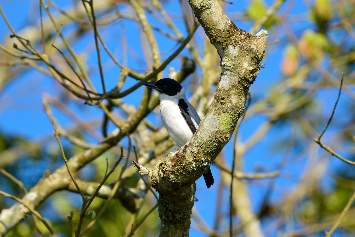 Черноголовая титира - ML646488357