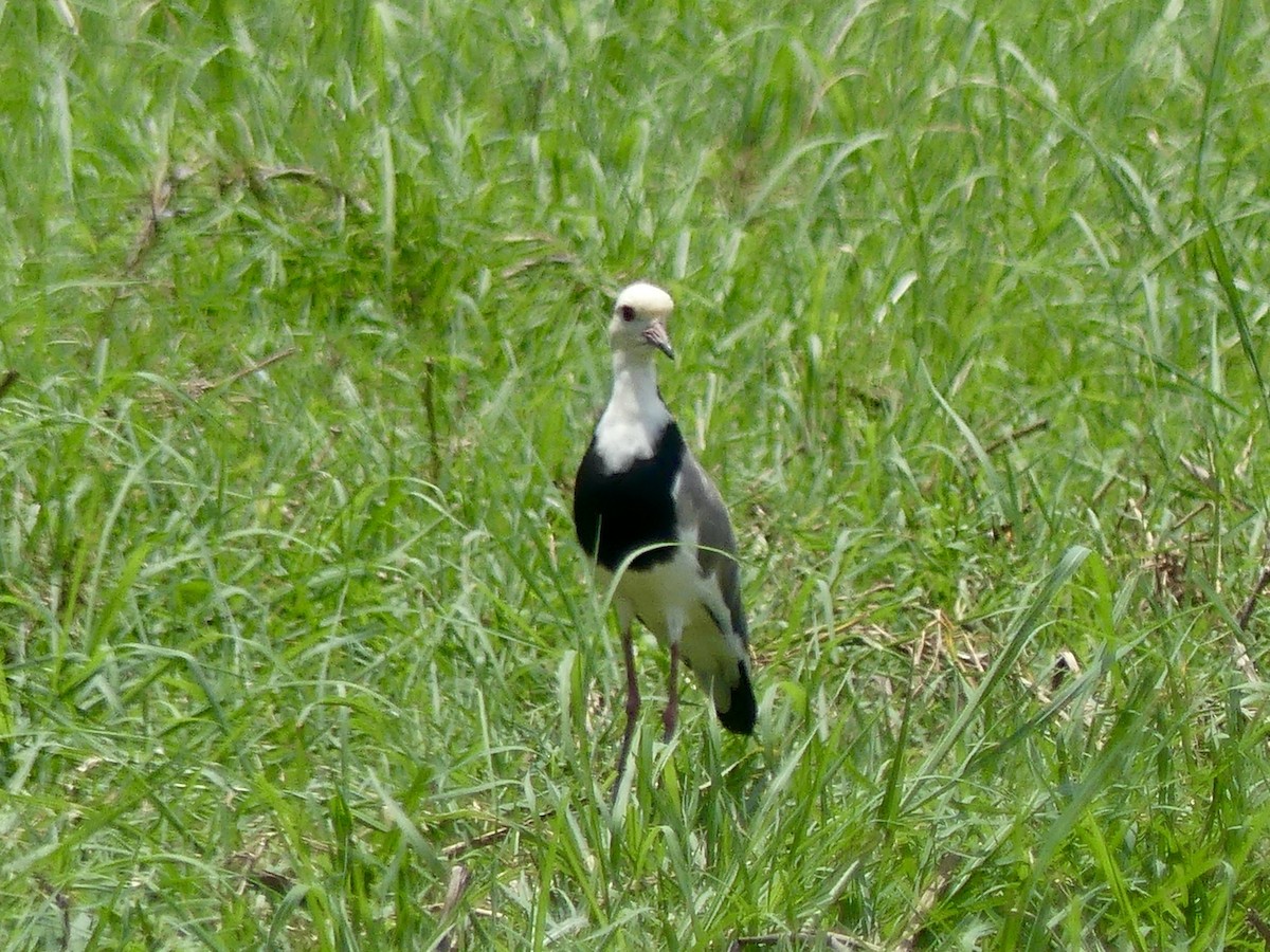 Langzehenkiebitz - ML646488358