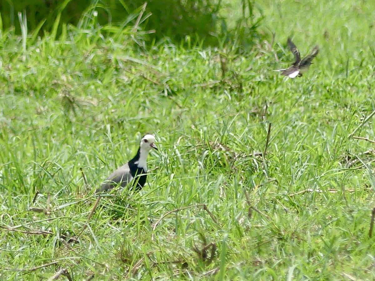 Langzehenkiebitz - ML646488359