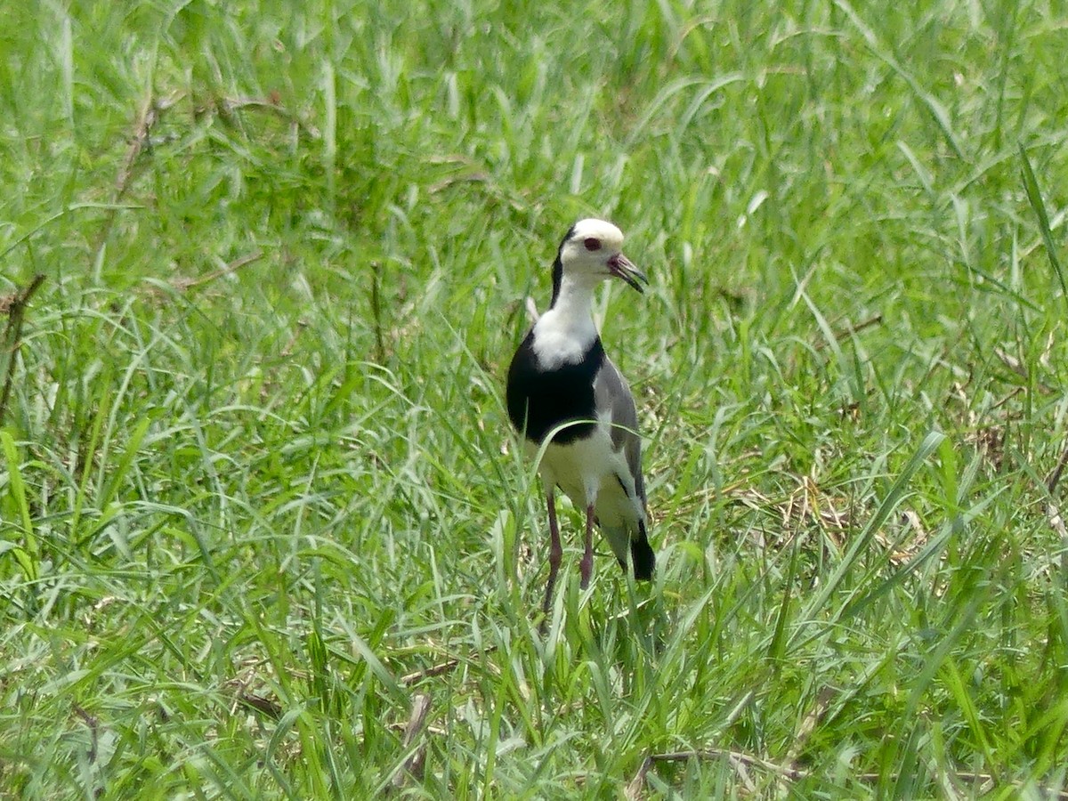 Langzehenkiebitz - ML646488360