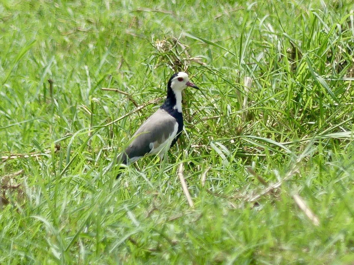 Langzehenkiebitz - ML646488361