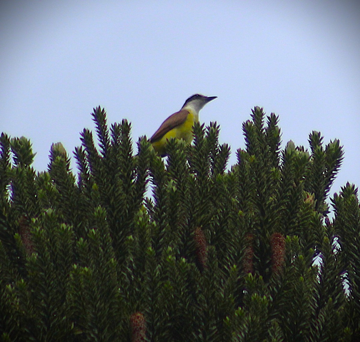 Great Kiskadee - ML646488362