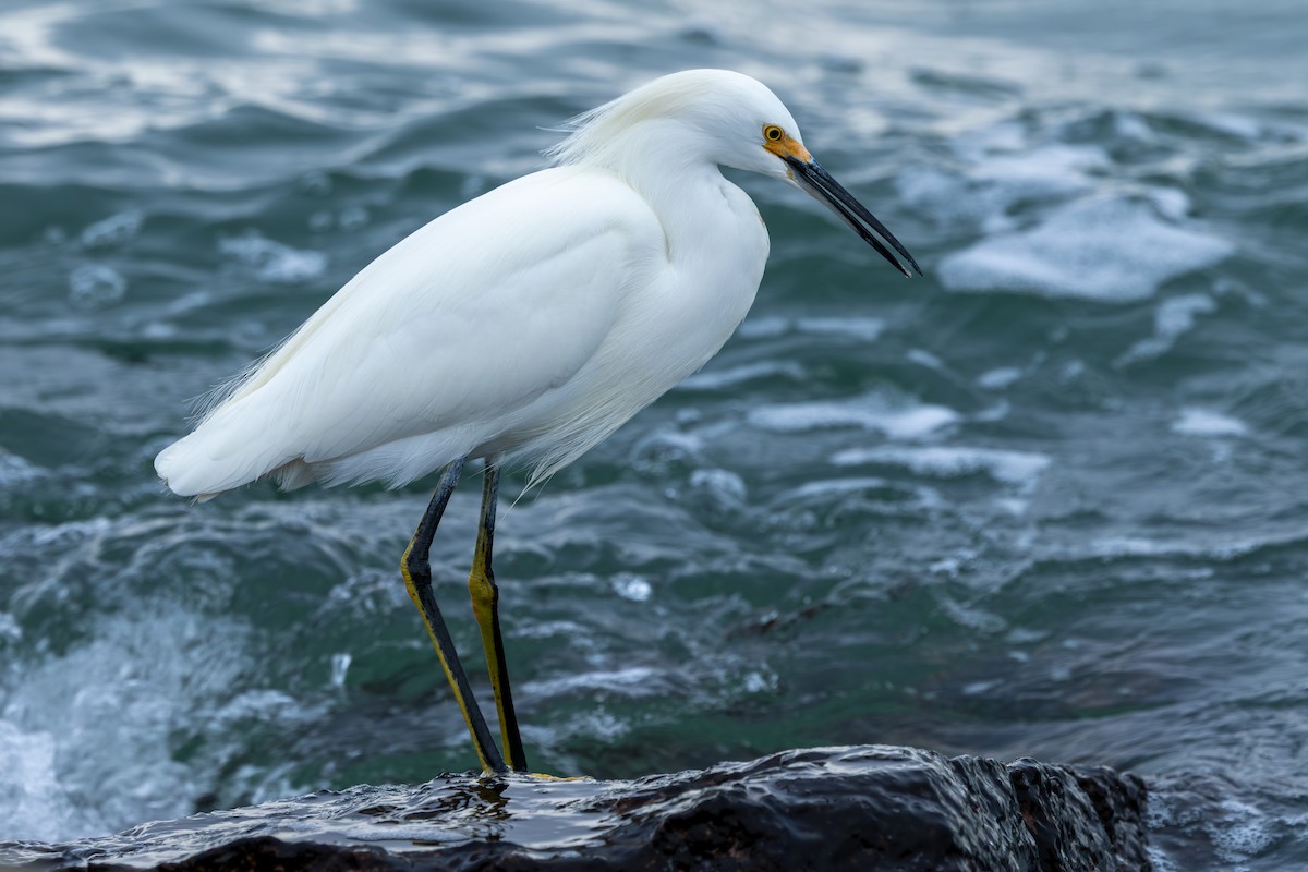 Snowy Egret - ML646488364