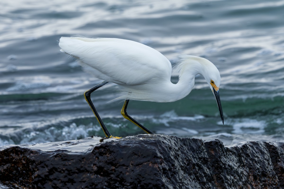 Snowy Egret - ML646488365