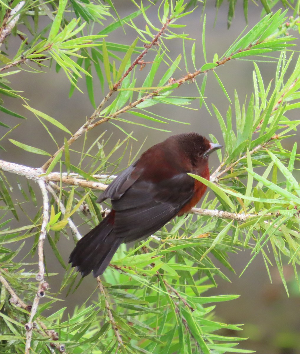 Silver-beaked Tanager - ML646488368