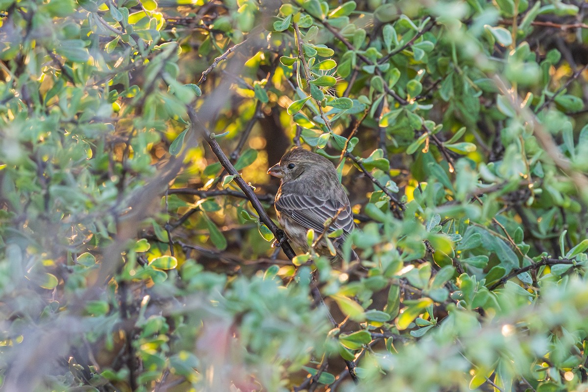 House Finch - ML646488369