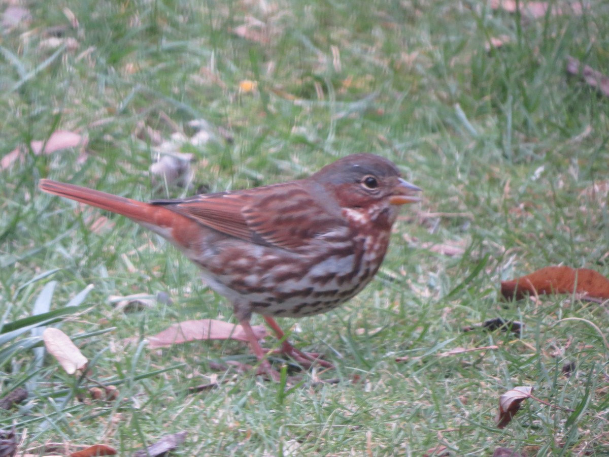 Fox Sparrow - ML646488370