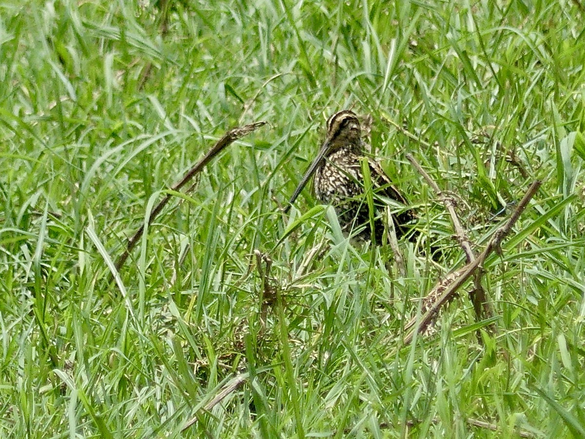 Afrikabekassine - ML646488372