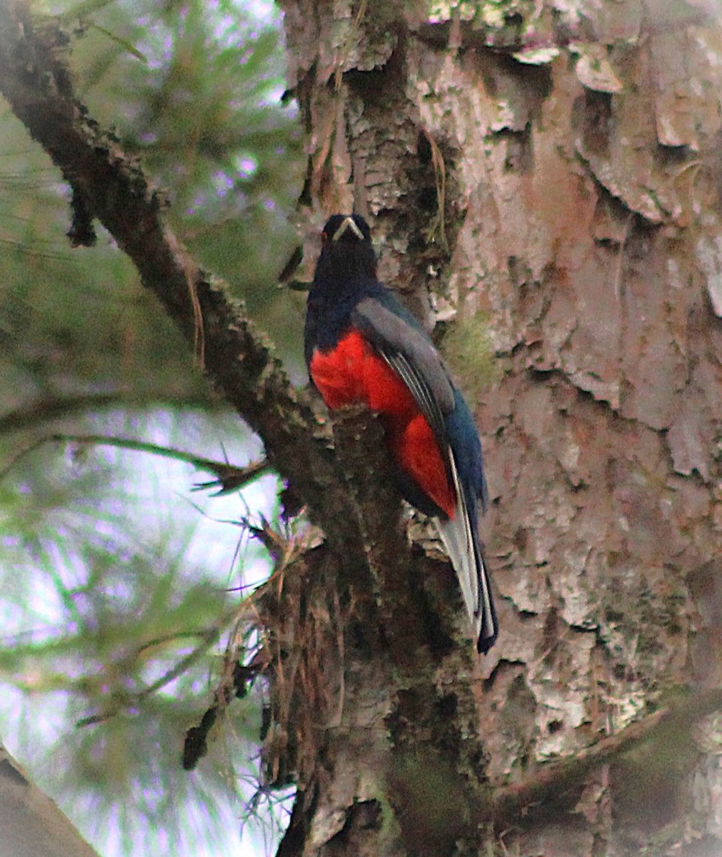 Surucua Trogon - ML646488373