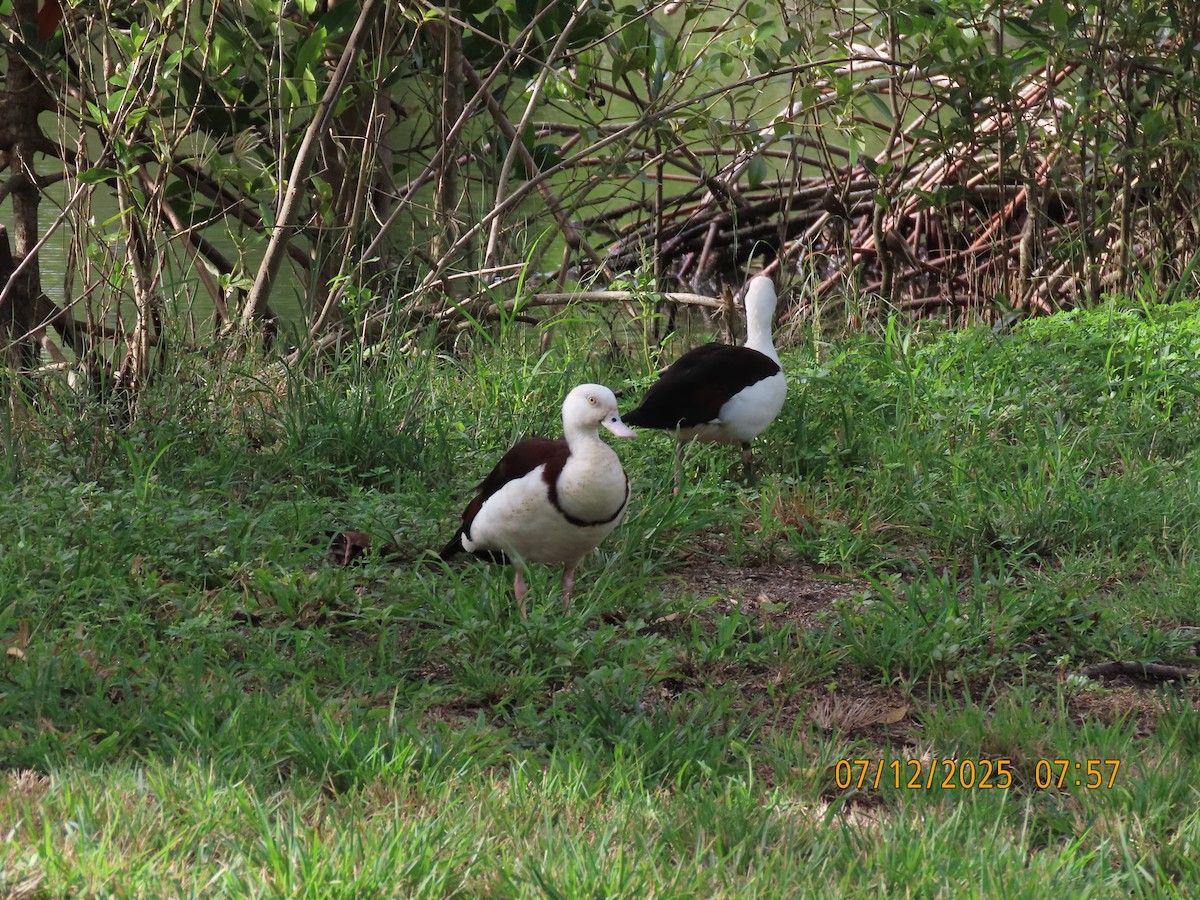 Radjahgans - ML646488374