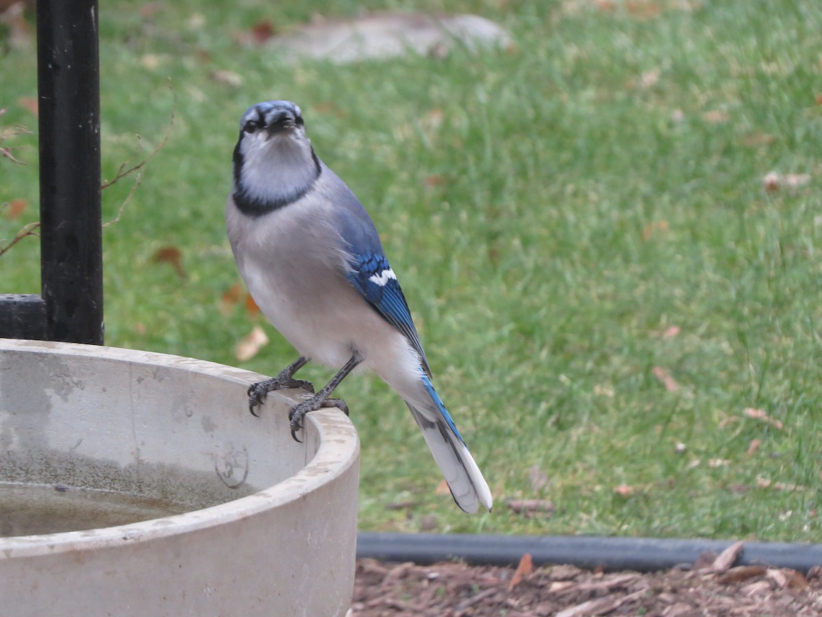 Blue Jay - ML646488375