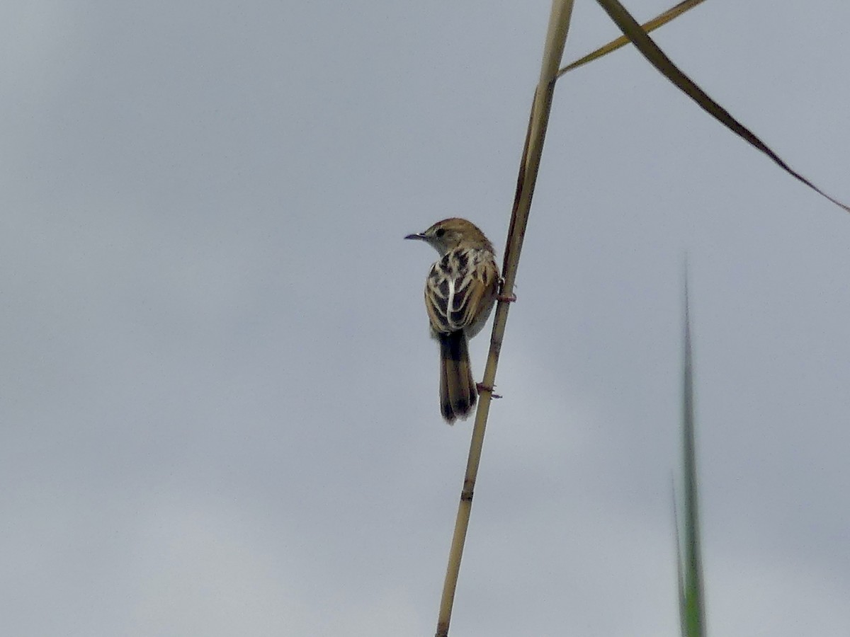 Luapulazistensänger - ML646488377