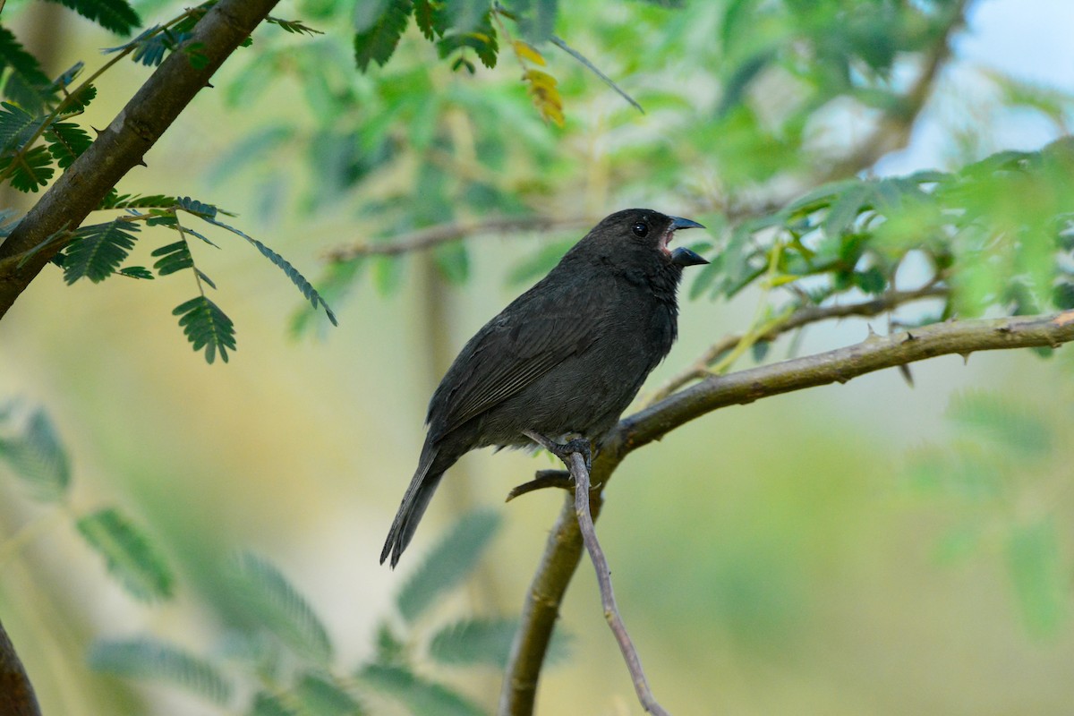 Чёрный семилеро - ML646488379