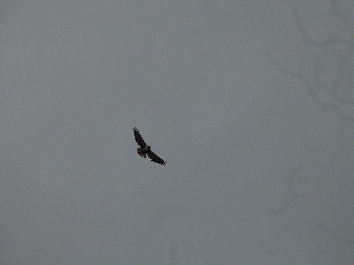 Red-tailed Hawk (costaricensis) - ML646488381
