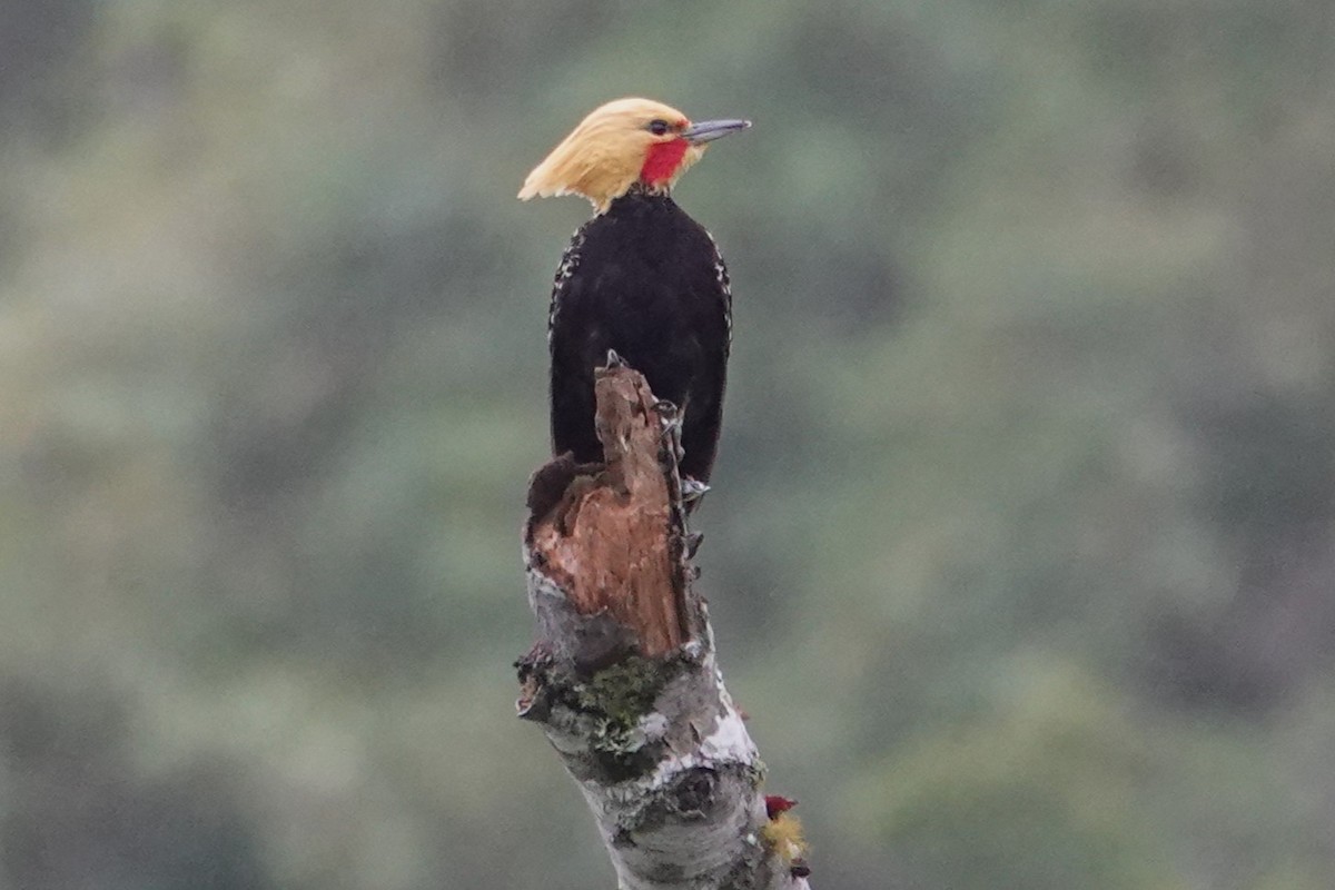 Blond-crested Woodpecker - ML646488382