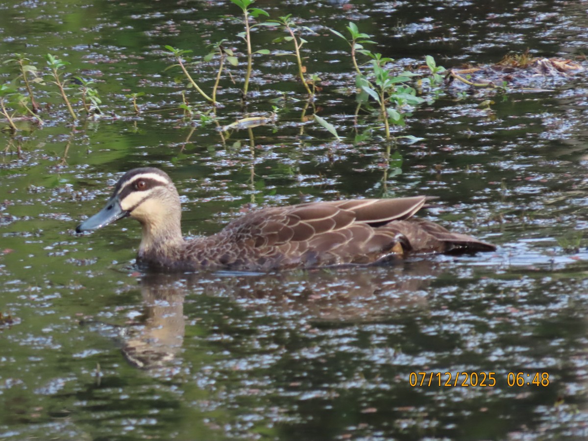 Augenbrauenente - ML646488383