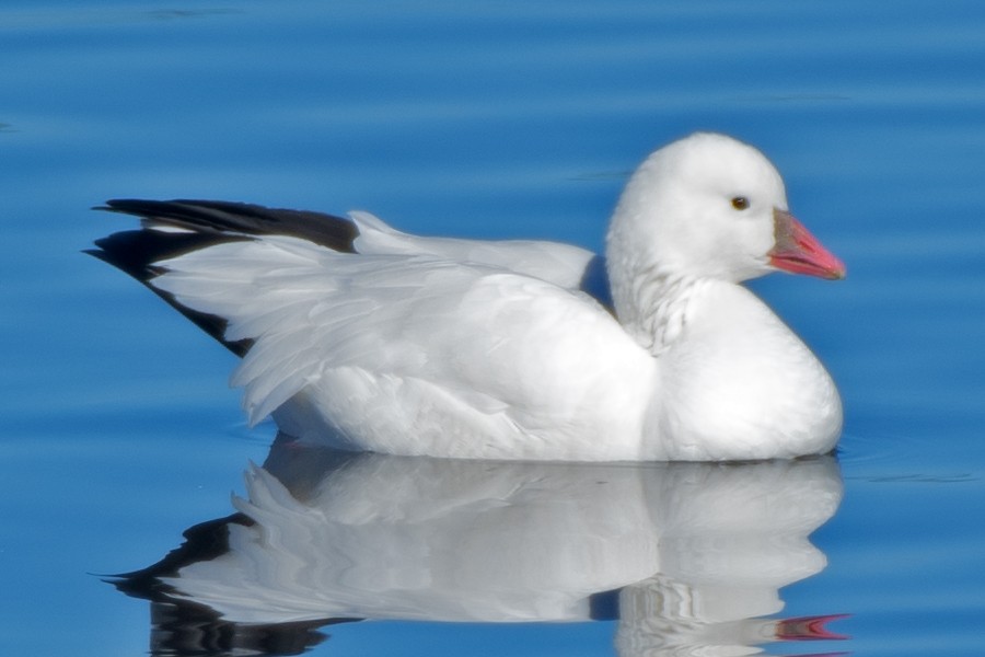 Ross's Goose - ML646488387