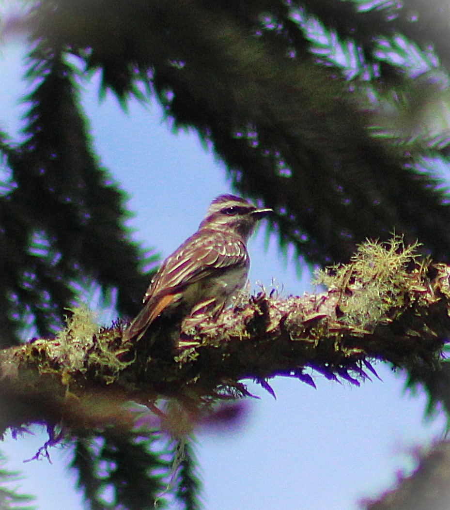 Variegated Flycatcher - ML646488389