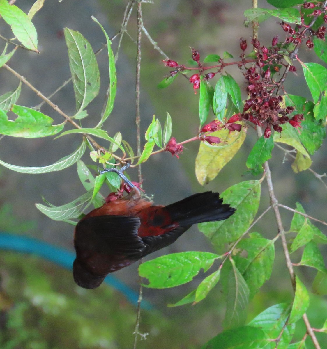 Silver-beaked Tanager - ML646488390