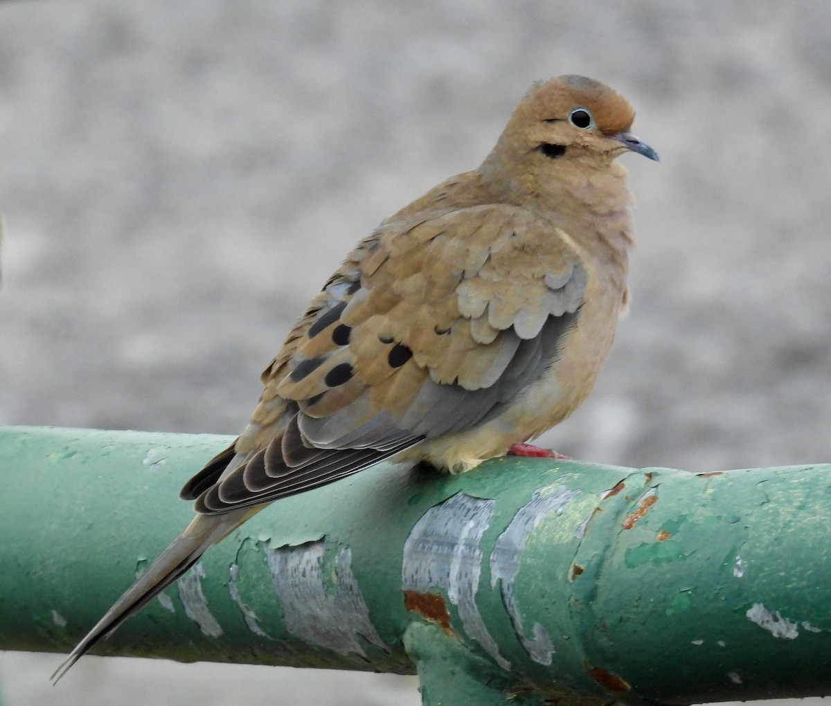 Mourning Dove - ML646488400