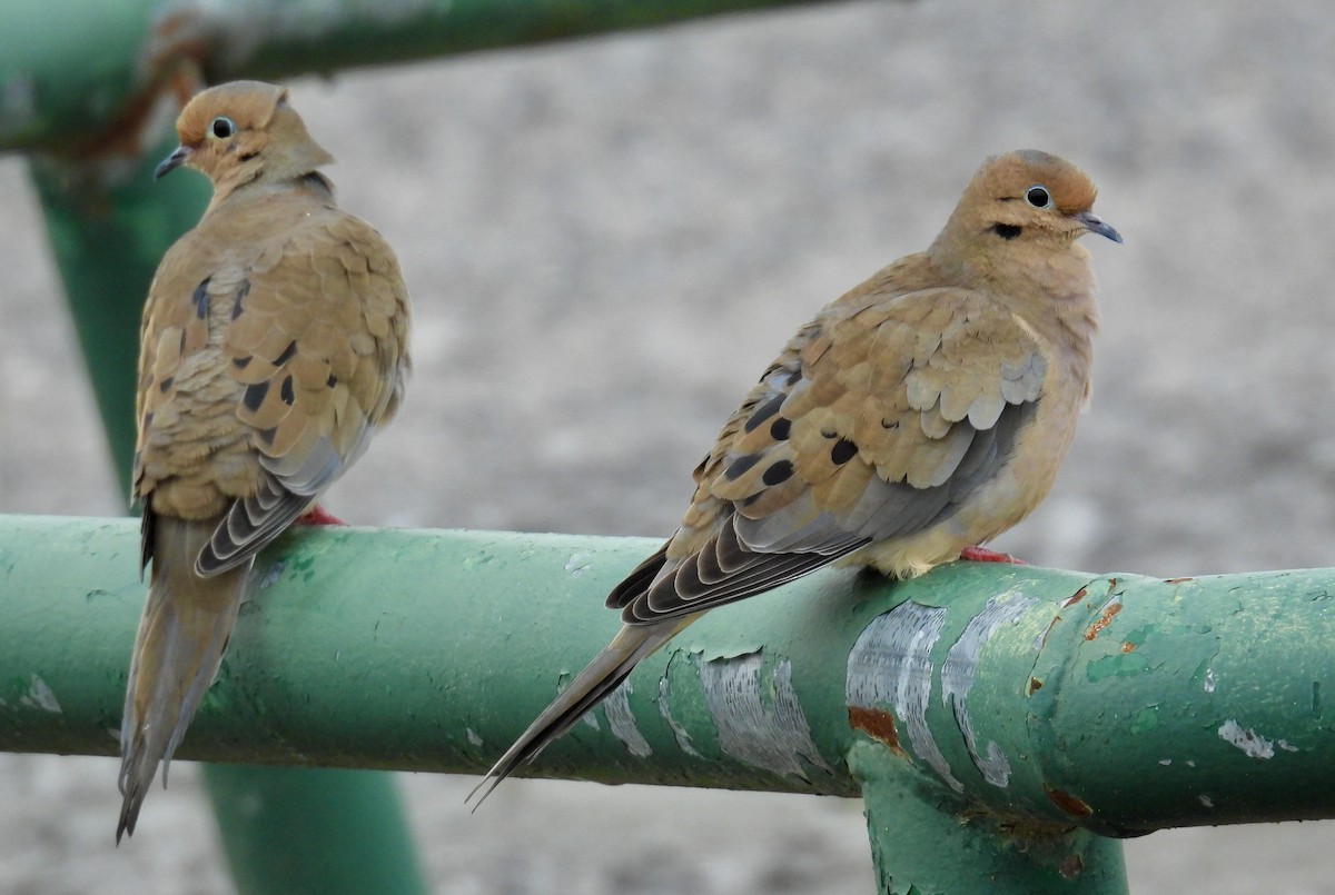 Mourning Dove - ML646488401