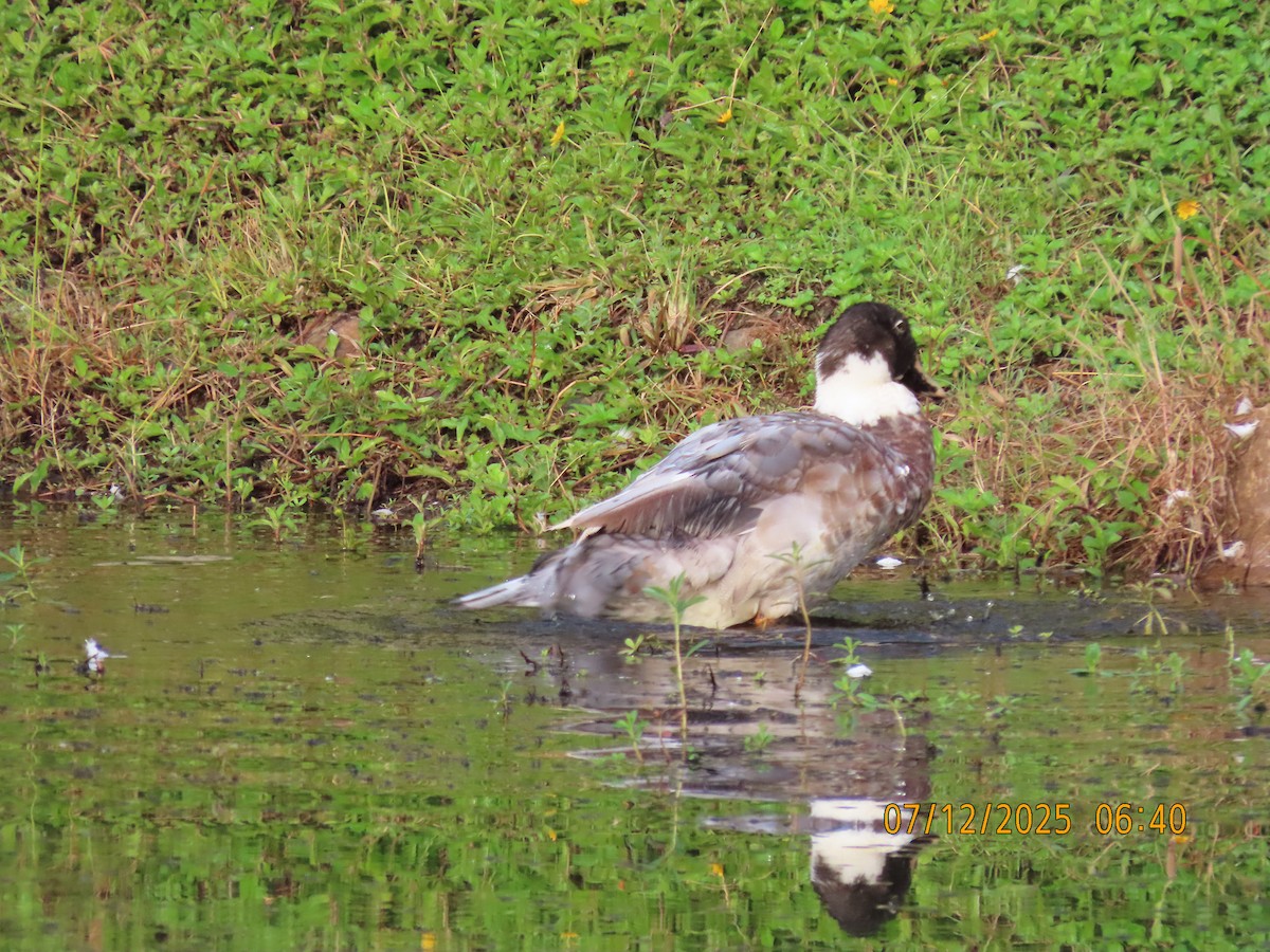 Moschus- x Stockente (Hybrid) - ML646488402