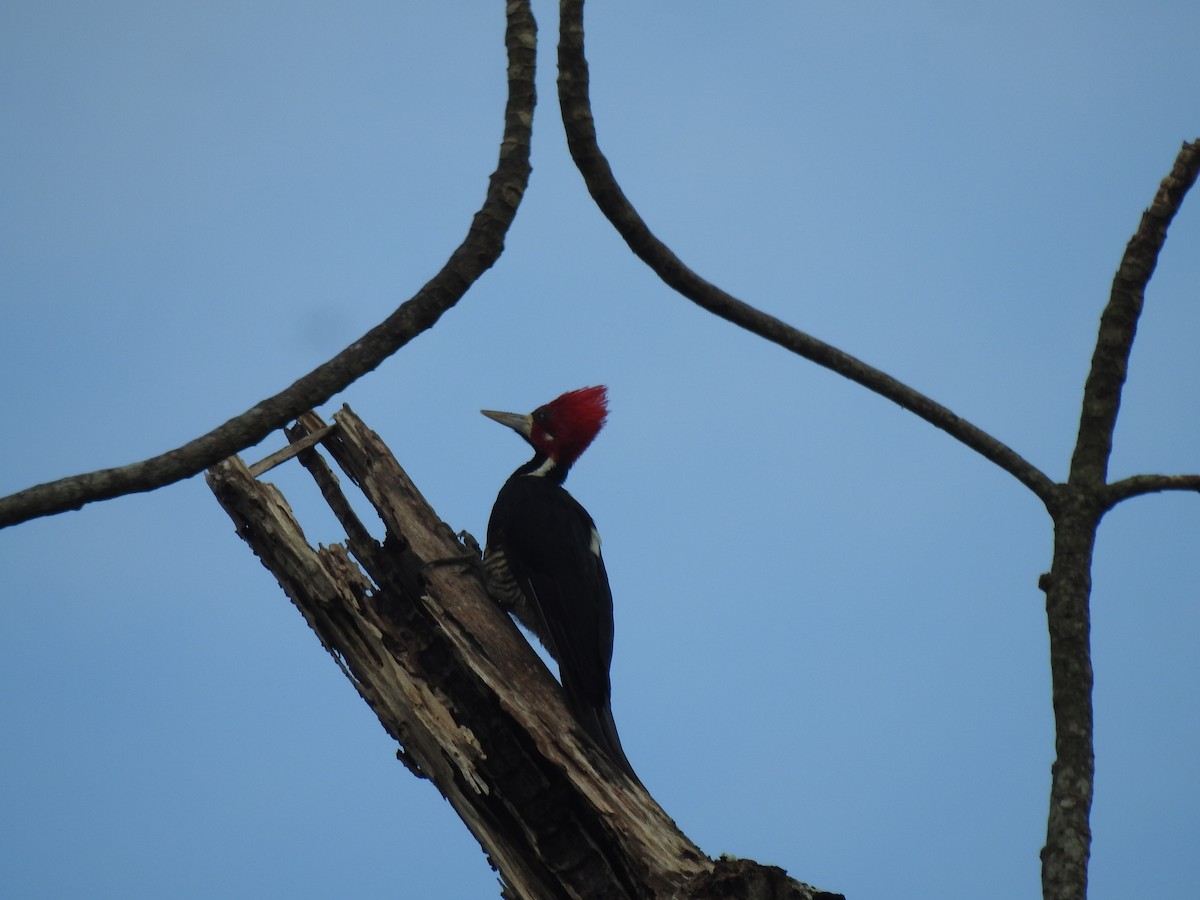 Crimson-crested Woodpecker - ML646488403