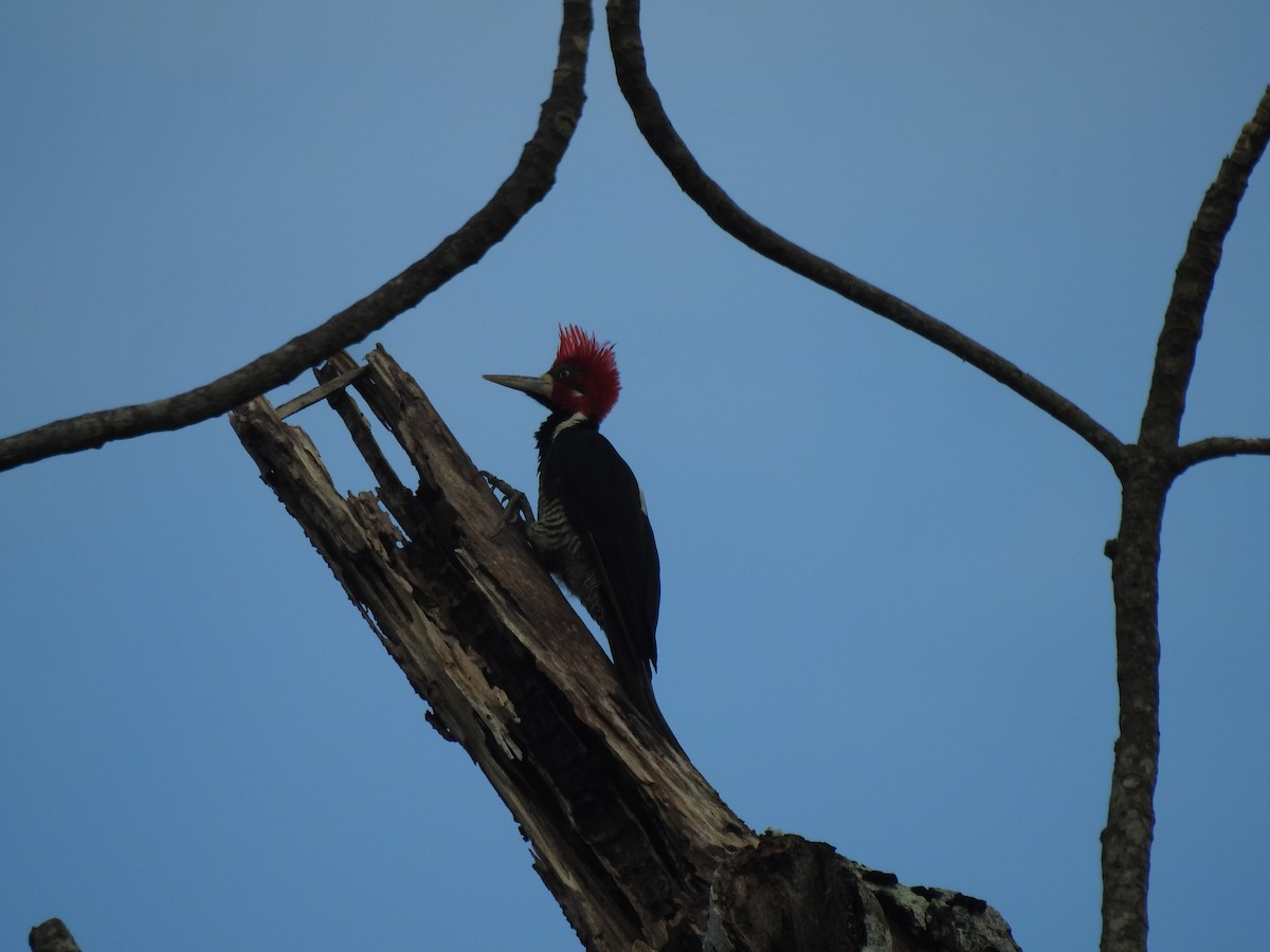 Crimson-crested Woodpecker - ML646488405