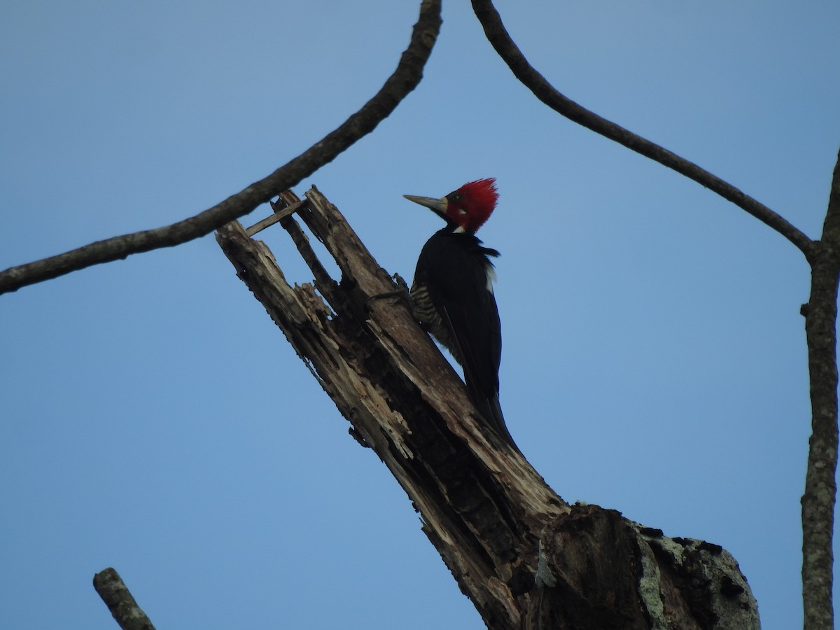 Crimson-crested Woodpecker - ML646488406